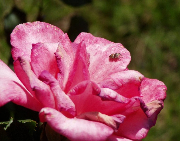gb20060819_aromatherapy_rose_spider21.jpg - Spider on my Aromatherapy Rose.