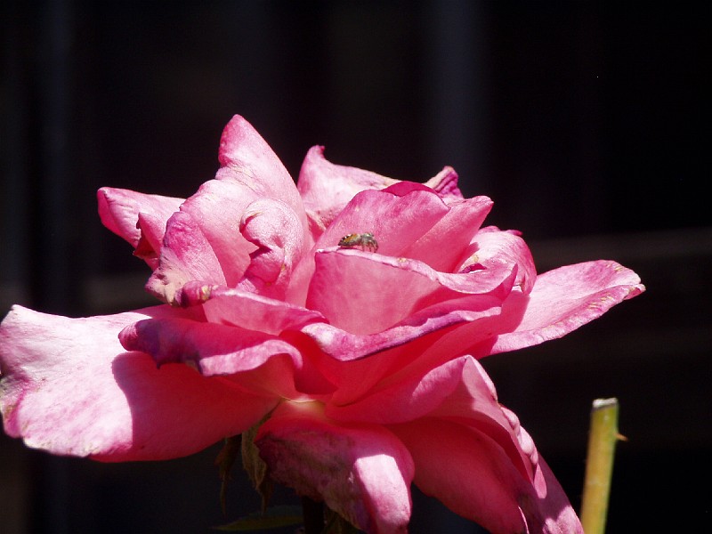 gb20060819_aromatherapy_rose_spider52.jpg - Aromatherapy rose
