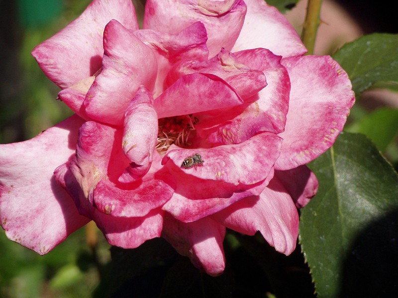 gb20060819_aromatherapy_rose_spider54.jpg - Aromatherapy rose. Notice the little spider hangin out.