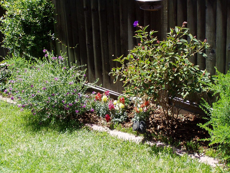 gb20060819_garden02.jpg - Closeup of the west side flower bed.