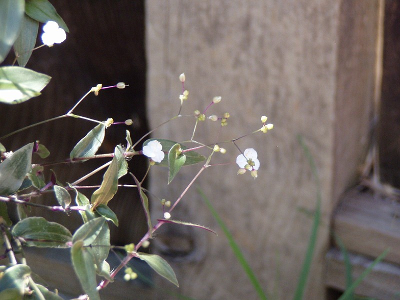 gb20060819_garden59.jpg - I don't know the name of this little plant.