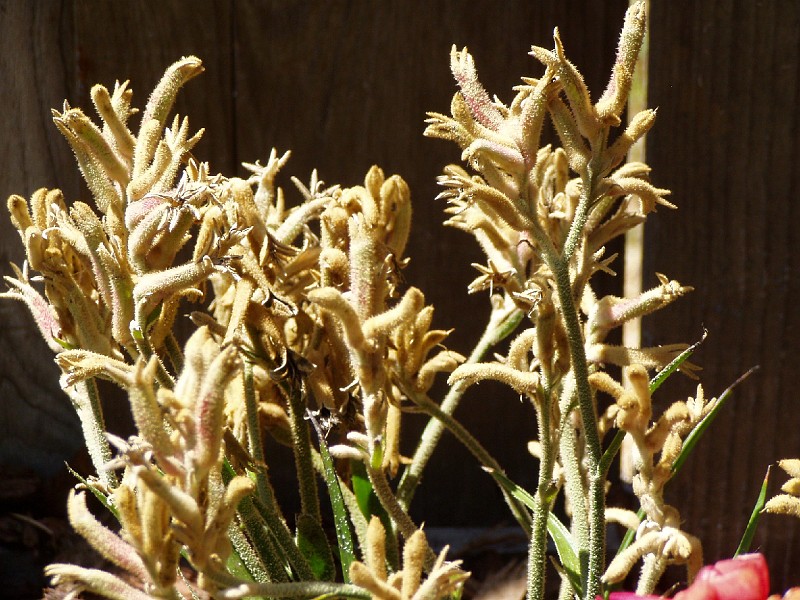 gb20060819_kangaroo_paw40.jpg - Closeup of Kangaroo paw.