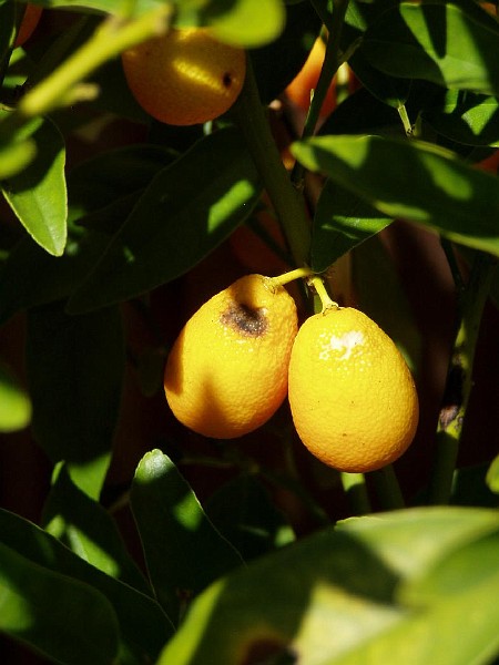 gb20060819_kumquat67.jpg - Kumquats