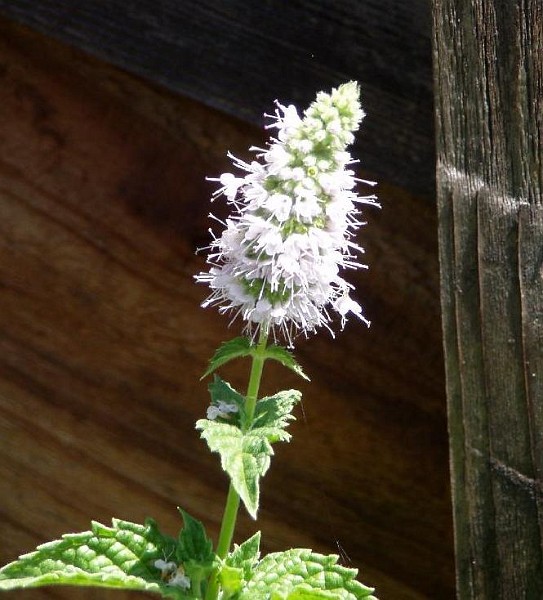 gb20060819_mint70.jpg - Mint plant bloom.