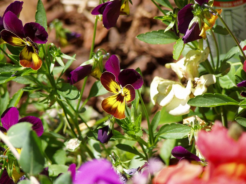 gb20060819_pansy43.jpg - To my suprise, the pansies that I planted last year and returned this year on their own.