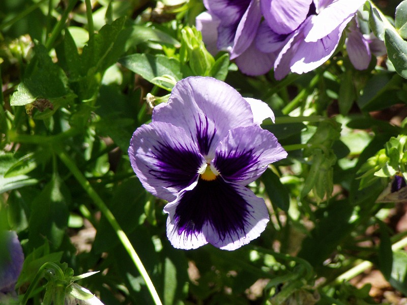 gb20060819_pansy44.jpg - This pansy also returned on it's own from last year.