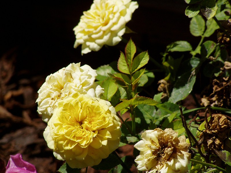 gb20060819_parade_rose37.jpg - Yellow miniature Parade Rose.