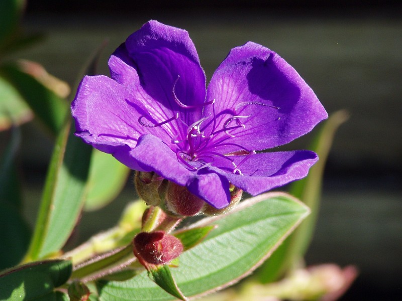 gb20060819_princess_flower74.jpg - Princess flower