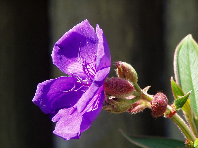 gb20060819_princess_flower75.jpg - Princess flower