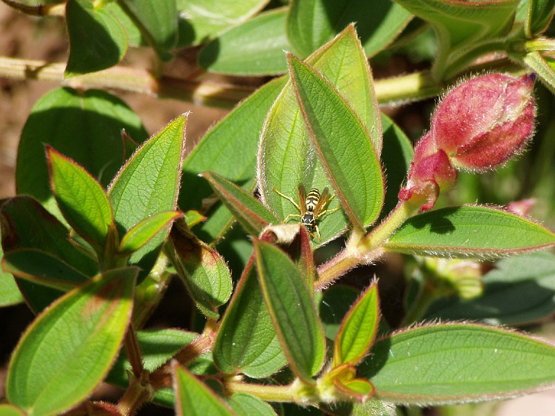 gb20060819_princess_flower_wasp78.jpg - Wasp investigating Princess flower bud.