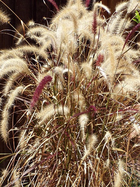 gb20060819_purple_fountain_grass56.jpg - Potted Purple Fountain Grass plant. Does extremely well with drip irrigation to the pot.