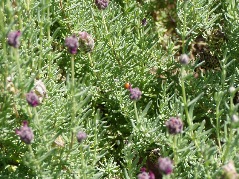 gb20060819_rose_lavender_ladybug48.jpg - Tried to photograph a ladybud on one of my Rose Lavender bushes.