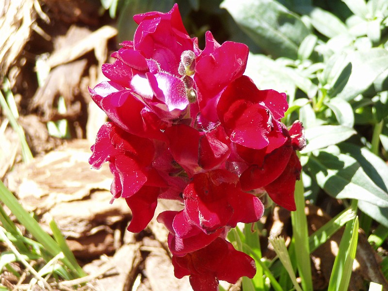 gb20060819_snapdragon33.jpg - Recently planted Snapdragon.