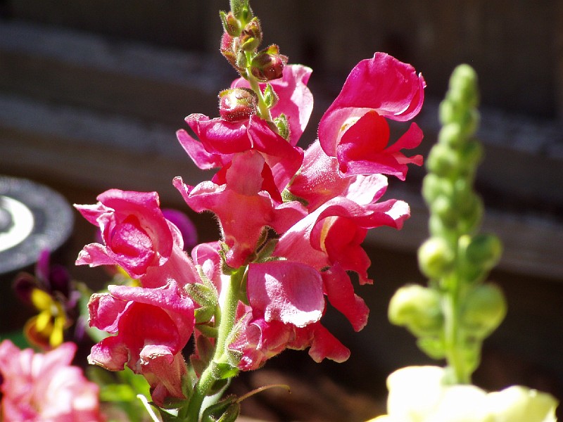 gb20060819_snapdragon36.jpg - And another Snapdragon.