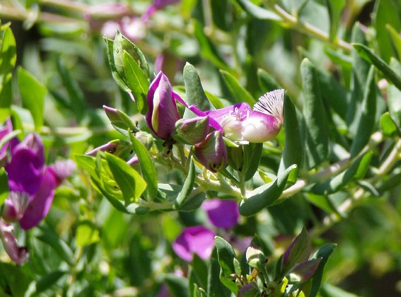 gb20060819_sweet_pea12.jpg - Sweet Pea shrub