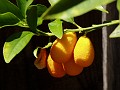 gb20060819_kumquat65