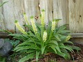 gb20060819_pineapple47