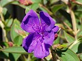 gb20060819_princess_flower06