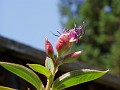 gb20060819_princess_flower32