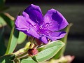 gb20060819_princess_flower74