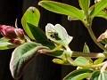 gb20060819_princess_flower_wasp31