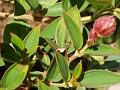 gb20060819_princess_flower_wasp78