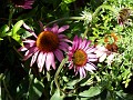 gb20060819_purple_cone_flower18