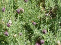 gb20060819_rose_lavender_ladybug48