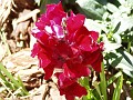 gb20060819_snapdragon33