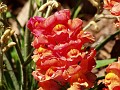 gb20060819_snapdragon34