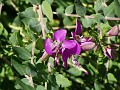gb20060819_sweet_pea08