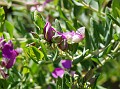 gb20060819_sweet_pea12