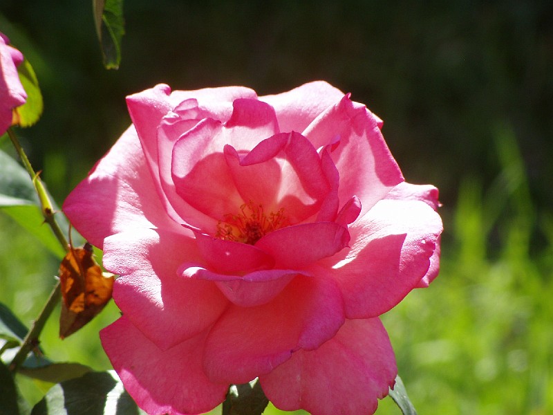 gb20060826_aromatherapy_rose08.jpg - Aromatherapy Rose