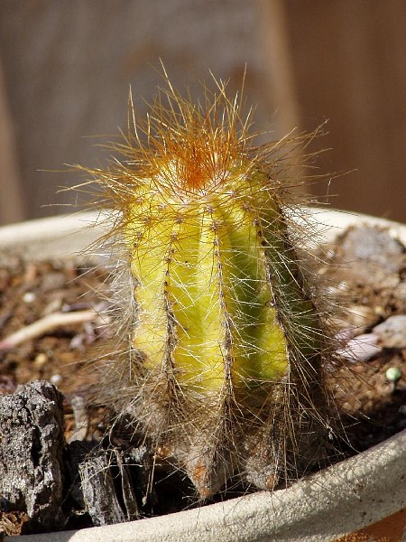 gb20060826_cactus18.jpg - Cactus