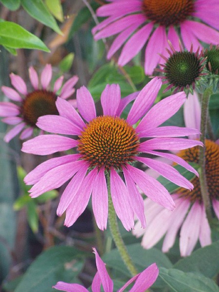 gb20060826_purple_cone_flower26.jpg - Purple Cone Flower