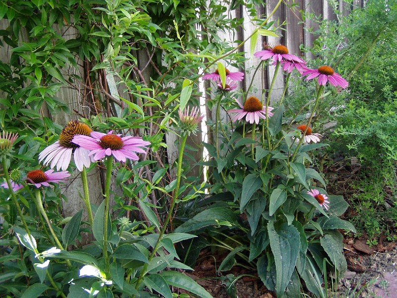 gb20060826_purple_cone_flower27.jpg - Purple Cone Flower