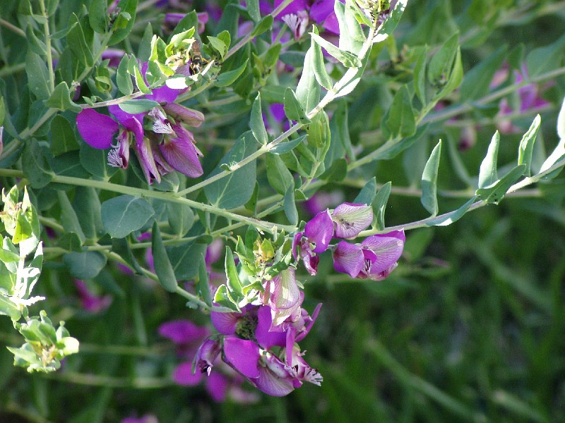 gb20060826_sweet_pea32.jpg - Sweet Pea Shrub