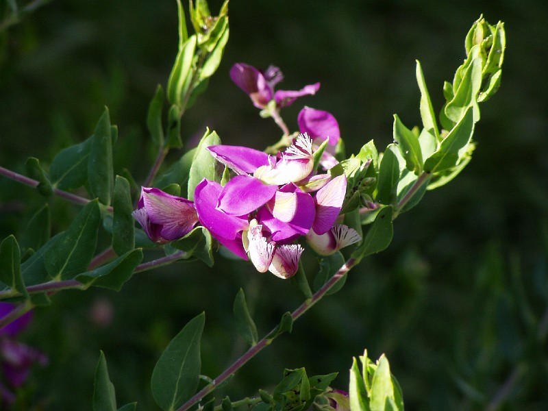 gb20060826_sweet_pea35.jpg - Sweet Pea Shrub