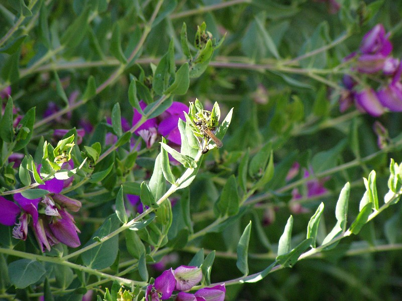gb20060826_sweet_pea_wasp30.jpg - Wasp on Sweet Pea Shrub