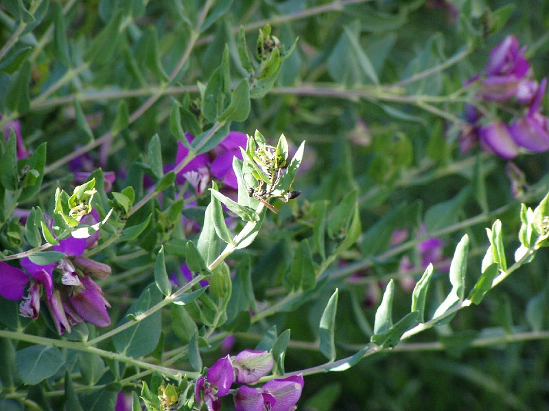 gb20060826_sweet_pea_wasp31.jpg - The same wasp on the Sweet Pea Shrub