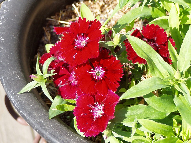 gb20060826_sweet_william09.jpg - Sweet William