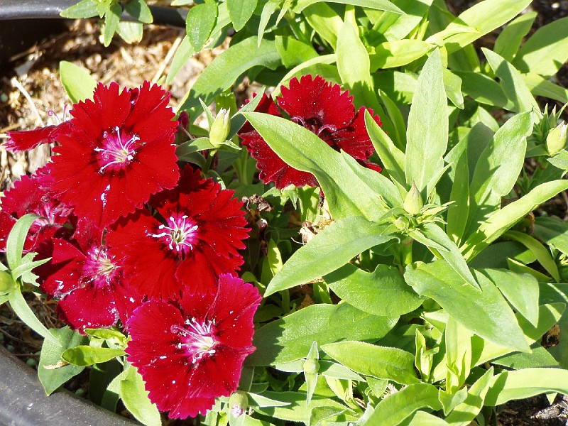 gb20060826_sweet_william10.jpg - Sweet William