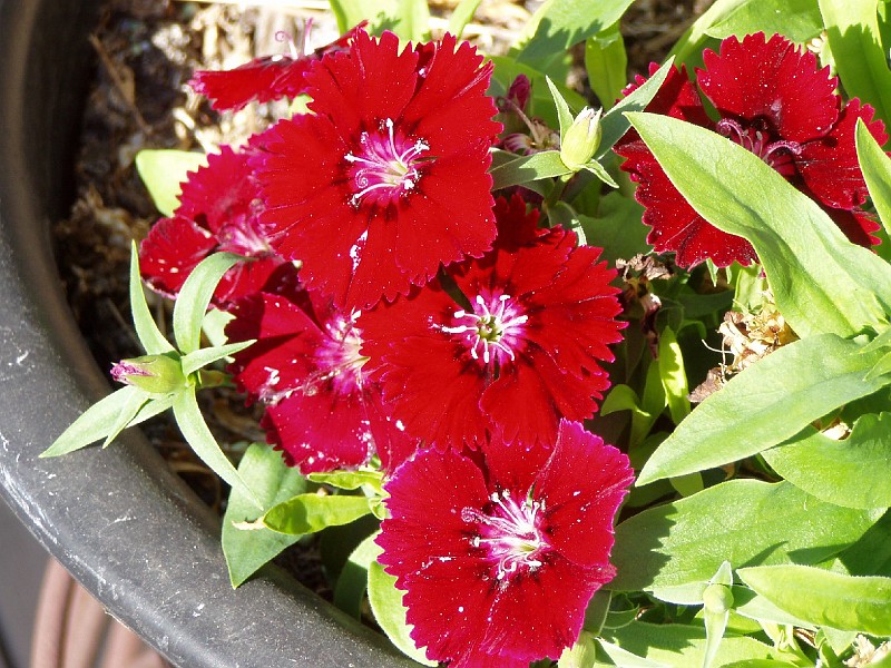 gb20060826_sweet_william12.jpg - Sweet William