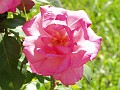 gb20060826_aromatherapy41