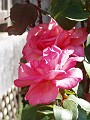gb20060826_aromatherapy43