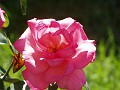 gb20060826_aromatherapy_rose08