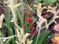 gb20060826_kangaroo_paw39