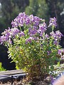 gb20060826_nemesia02