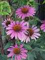 gb20060826_purple_cone_flower25