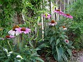 gb20060826_purple_cone_flower27